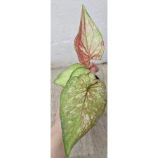 Каладиум двухцветный / Caladium bicolor