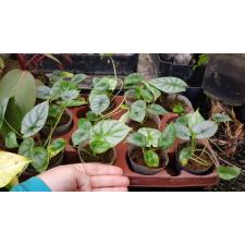 Alocasia Silver Dragon s - 700p