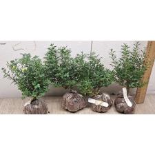 Murraya paniculata 'Min-a-Min' Dwarf (Japan) 175