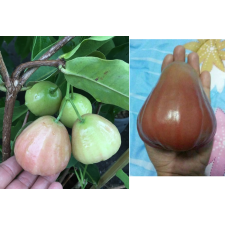 Syzygium samarangense 'Giant fruit' (seedless) Taiwan 286  по 2500p.