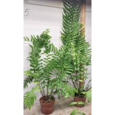 Нефролепис "Са Бай Нанг" / Nephrolepis 'Sa Bai Nang' (M)