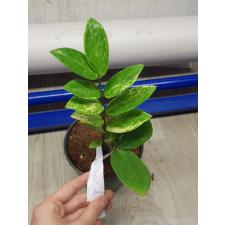 Zamioculcas zamifolia variegated short leaf 2 pot 3500р