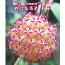 Hoya mindorensis 'Red Star' A29