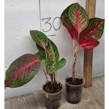 Аглаонема Амнат Джарен / Aglaonema Amnat Jaren A-18 pot