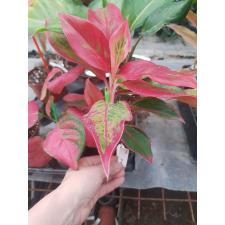 Aglaonema Siam Aurora (Red)100