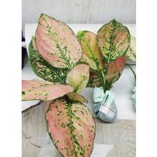 Aglaonema S2 New hybrid-2