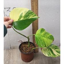 Monstera 'Yellow' pot