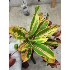 Codiaeum A43 Red diamond