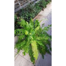 Nephrolepis Exal variegata 20 cm pot 17,11