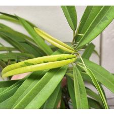 Фикус иррегуларис "Санспрей" / Ficus irregularis 'Sunspray'