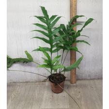 Microsorum sp. pot