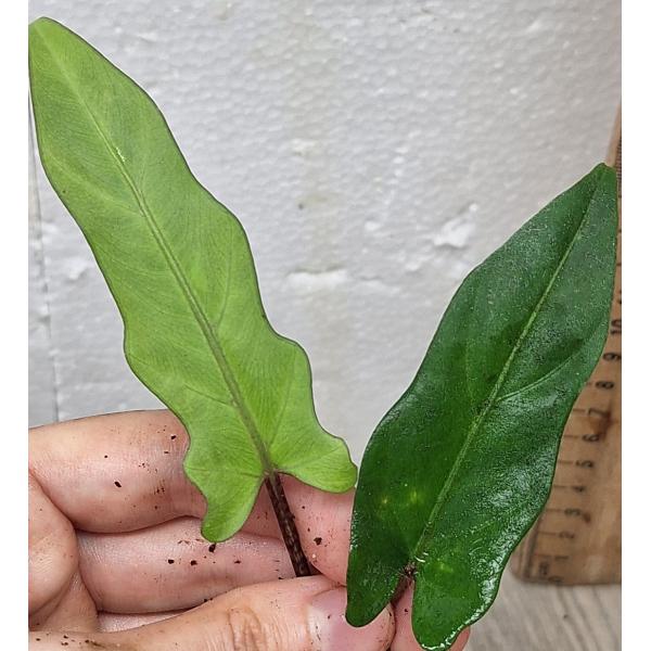 Алоказия лаврентиева / alocasia lavrentieva (S)