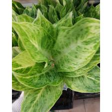 Aglaonema P-5 Silver Rose