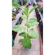 Ficus Altissima 17 см горшок