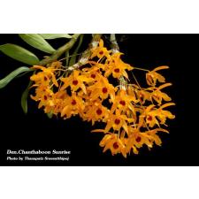 Дендробиум «Чантхабун Санрайз» / Dendrobium Chanthaboon Sunrise
