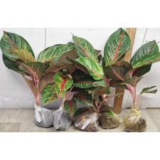 Аглаонема Амнат Джарен / Aglaonema Amnat Jaren A-18