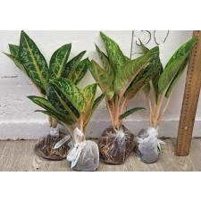 Аглаонема Индиана Кинг / Aglaonema Indiana King A-30