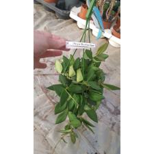 Hoya Burtoniae 14cm pot подвес