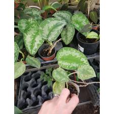 epipremnum pictus exotica pot