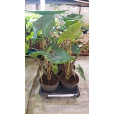 Alocasia Zebrina 'little Zebrina'