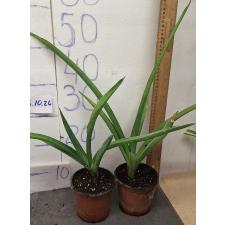 Сансевиерия эренбергии перротти / Sansevieria ehrenbergii perrotti