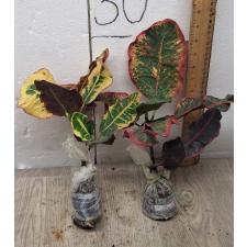 Codiaeum A35 Set tee had yai