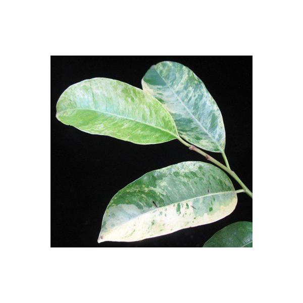 Мимузопс эленга (белая варегатность) / Mimusops elengi (white variegated) 195