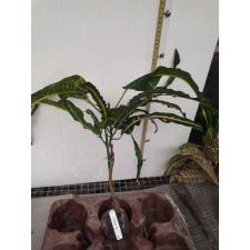 Codiaeum Krabi Ran Ron Rab 123