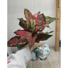 Aglaonema NEW20 Super Pink