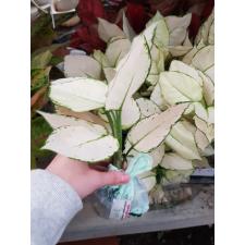 Aglaonema T14 Super White