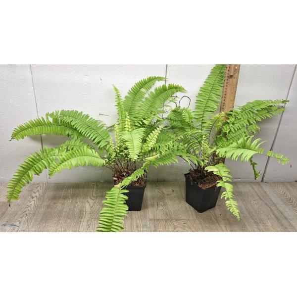 Nephrolepis exaltata Gold