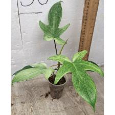 Филодендрон "Флорида Гост" мятный / Philodendron 'florida ghost' mint