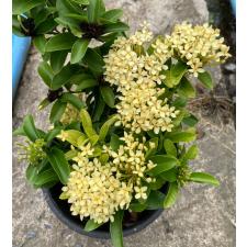 Иксора сп.(Т40) Карликовый (Кремовый цветок) / Ixora sp.(T40) Dwarf (cream flower)