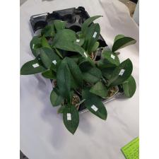 Phal. Lianher Happy Pearl 2.5" B38 octob