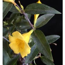 Gelsemium Sempervirens 14 см горшке