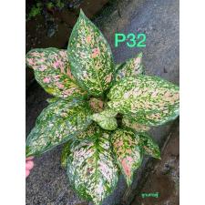 Aglaonema Look Sethi P-32