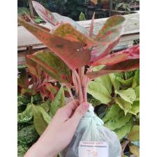 Aglaonema T20 Sub Mongkol