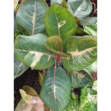 Aglaonema Moonlight Black galaxy (variegated) A-102