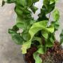 Microsorum punctatum cv. Twisted Dwarf.