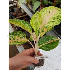 Aglaonema Sum Phao Thong.
