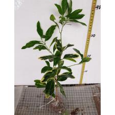 Atalantia monophylla albomarginata(grafted)(No.2) 151/1