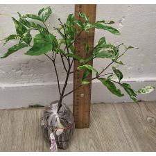 Райтия сп. белая варегатность / Wrightia sp. white variegated