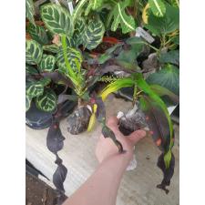 Codiaeum India Daeng 267 dekabr