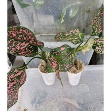 Aglaonema Rub gold стакан 