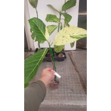 Ficus sp.(T39) (white variegated) 414 ewtyrf 3200p