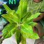 Aglaonema N1 Sun drop