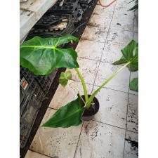 Alocasia Lutea 17 cm pot