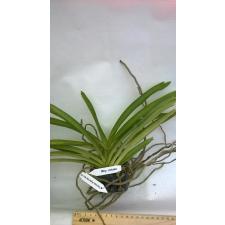 Ринхостилис ретуса / Rhy. retusa