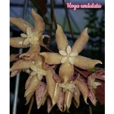 Hoya undulata A3