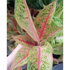 Aglaonema P-9 Ruay Lonfa